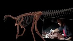 En Eski Dinozorun Kemikleri Bulundu: 230 Milyon Yıl Önce Yaşadı!