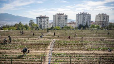 İzmir'de Ücretsiz Bostanlar: Kadınlar Toprakla, Bornova Umutla Buluşuyor