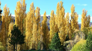 İzmir’in Kavakları Türküsünün Hikayesi Nedir?