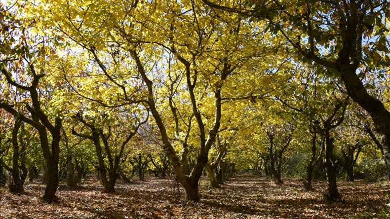 İzmir’de doğayla renklerin dansı: Ovacık Yaylası sonbahar ayında göz kamaştırıyor