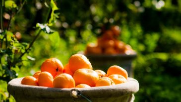 Satsuma Mandalinasının İhracat Süreci 17 Ekim’de Başlıyor: Hedef 500 Milyon Dolar!