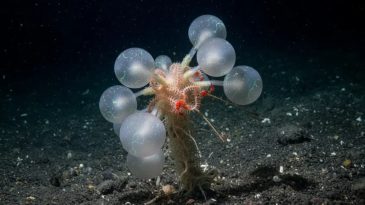 Bilim Dünyasında Şok: Ölüm Topu Yeni Canlı Türü Kayıtlara Geçti!