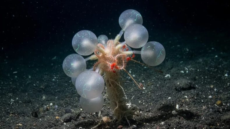 Bilim Dünyasında Şok: Ölüm Topu Yeni Canlı Türü Kayıtlara Geçti!