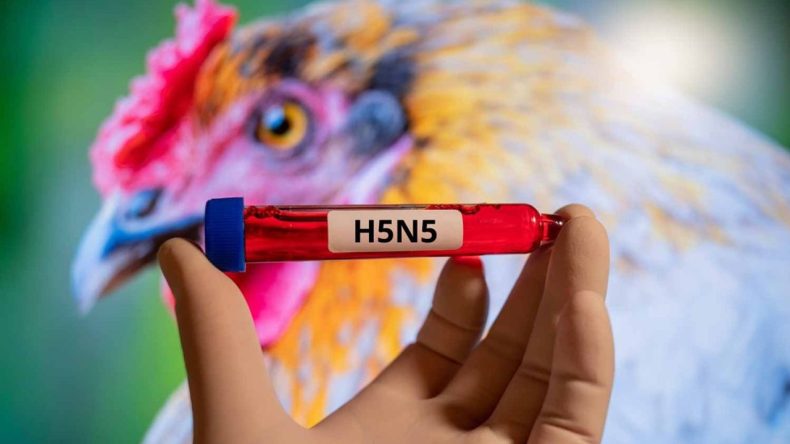 H5N5 Korkusu: Dünya Genelinde İlk Ölüm Vakası Tespit Edildi