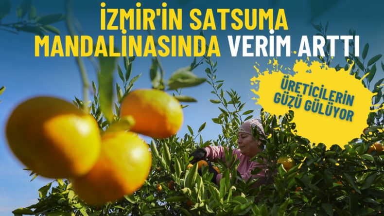 İzmir'de Üreticilerin Yüzü Gülüyor: Satsuma Mandalinasında Verim Artışı
