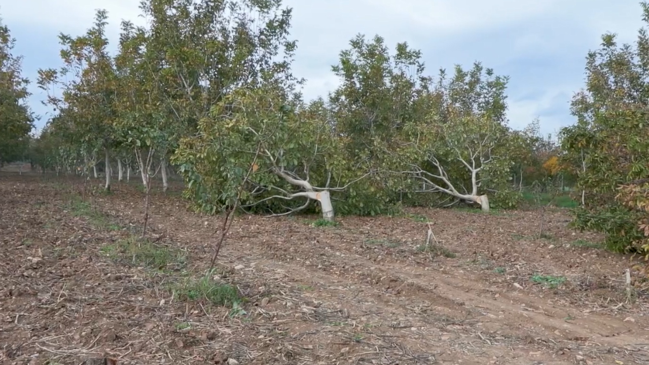 İzmir’de Ceviz Katliamı 20 Yıllık Ağaçlar Kesildi