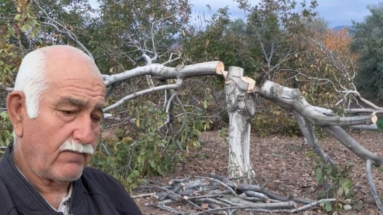 İzmir’de Ceviz Katliamı: 20 Yıllık Ağaçlar Kesildi