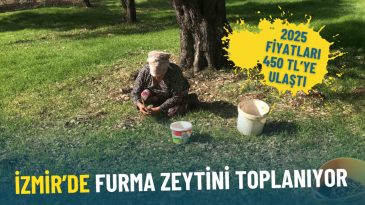 İzmir’de Furma Zeytini toplanıyor: 2025 fiyatları 450 TL’ye ulaştı