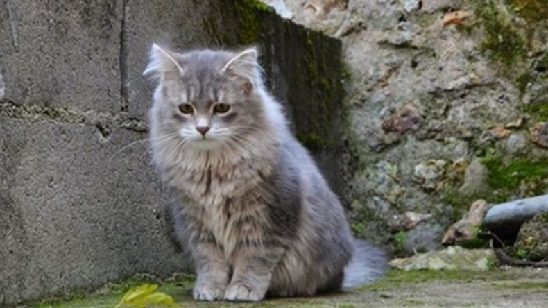 Kediyi Öldüren Sürücüye Ödül Gibi Ceza