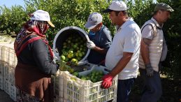 Mandalina İhracatında Rekor Artış: Hedef 500 Milyon Dolar!