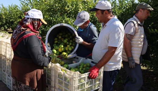 Mandalina İhracatında Rekor Artış: Hedef 500 Milyon Dolar!