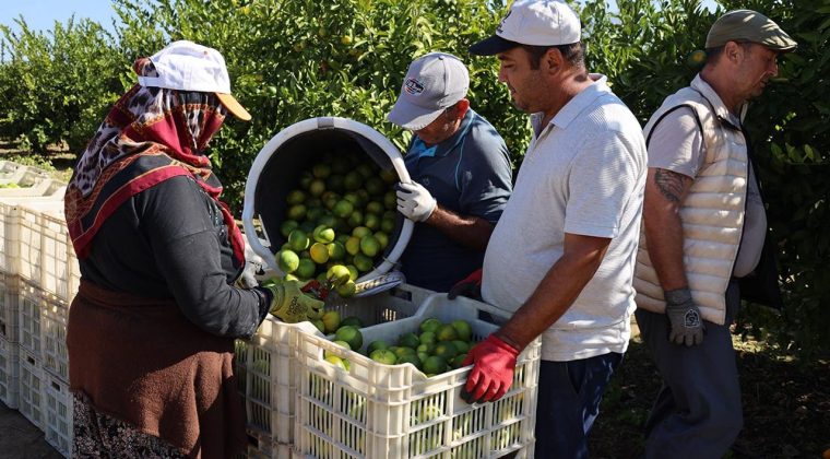 Mandalina İhracatında Rekor Artış: Hedef 500 Milyon Dolar!