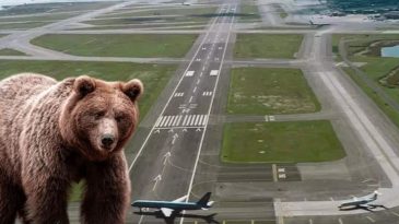 Piste Ayı Girdi: U&ccedil;ak Seferleri Durduruldu