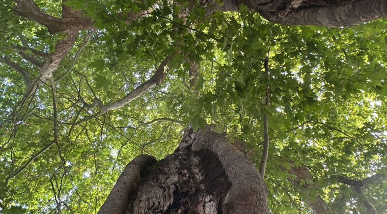 600 Yıllık Çınar Altında: İzmir'in Balıkçı Limanı ve Sade Lezzetler Mekanı