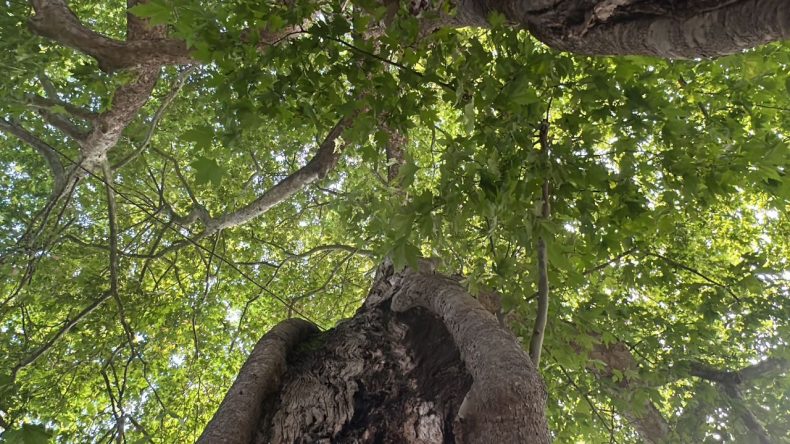 600 Yıllık Çınar Altında: İzmir'in Balıkçı Limanı ve Sade Lezzetler Mekanı