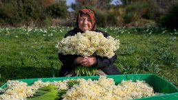 Bir Yılda &Uuml;&ccedil;e Katladı: Bir Demet Nergis 1.500 TL!