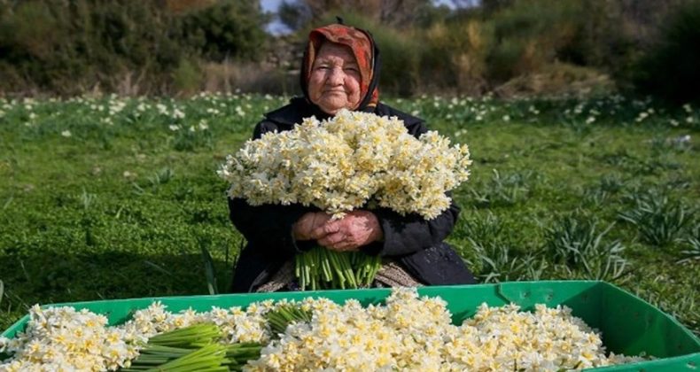 Bir Yılda Üçe Katladı: Bir Demet Nergis 1.500 TL!