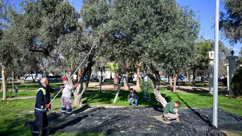 Bornova’da Hasat Dönemi: İhtiyaç Sahiplerine Zeytinyağı Ulaşacak