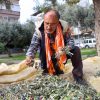 Buca&rsquo;da Dayanışma İ&ccedil;in Zeytin Hasadı