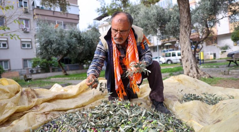Buca&rsquo;da Dayanışma İ&ccedil;in Zeytin Hasadı