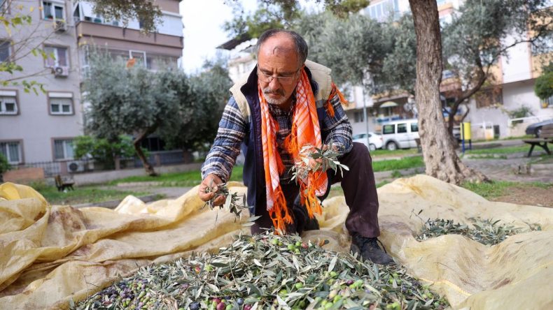 Buca’da Dayanışma İçin Zeytin Hasadı