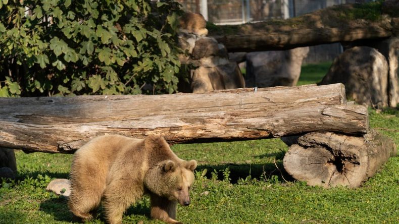 Doğal Yaşam Parkı&rsquo;nın Yeni Konukları: J&uuml;liet ve Yumuk İzmir&rsquo;e Geldi!