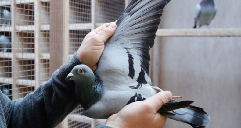 İşletmeler iflas yolunda: G&uuml;vercine bile haciz geldi!