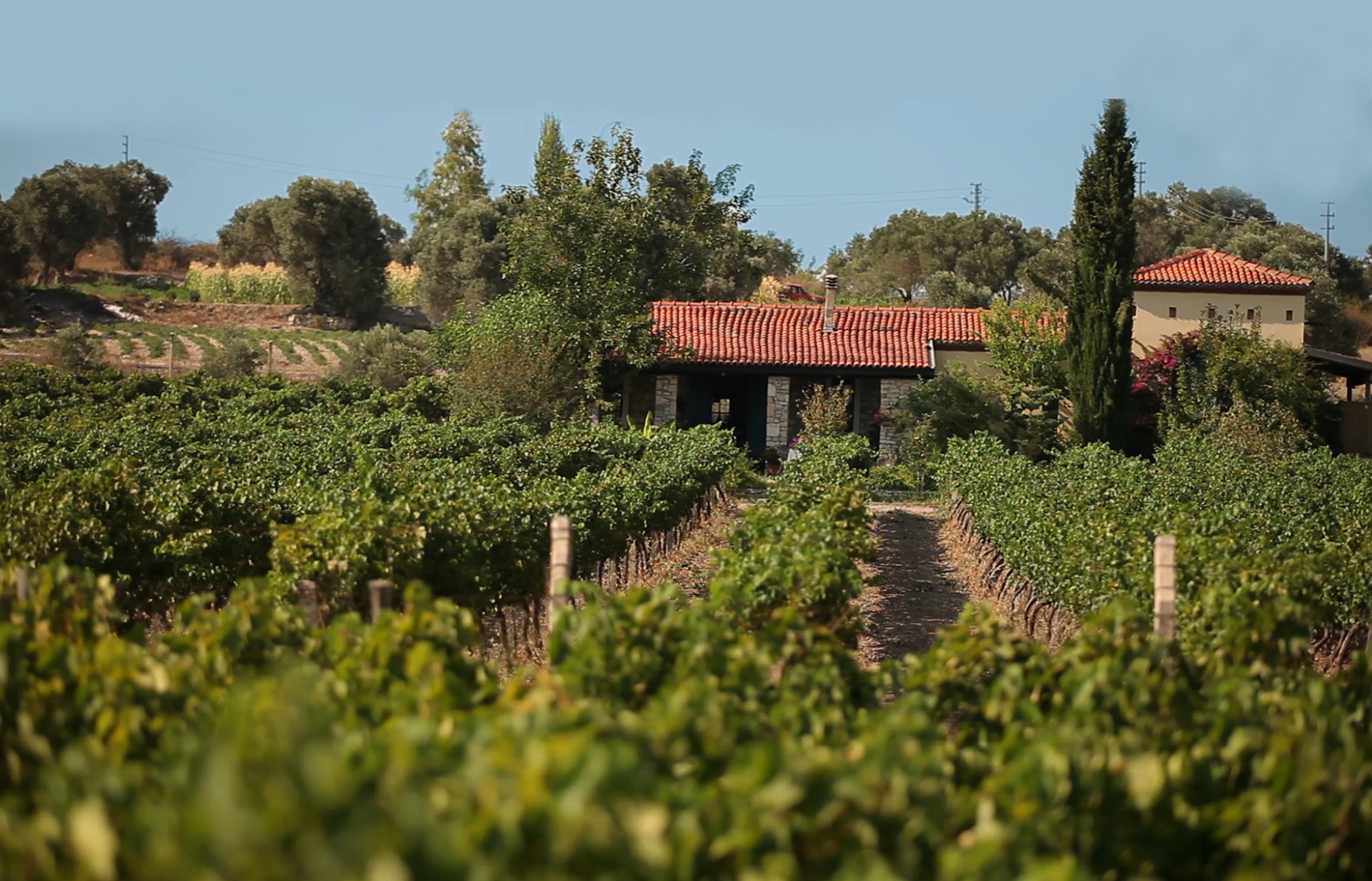 Turgut Köyü Lavanta Tarlaları