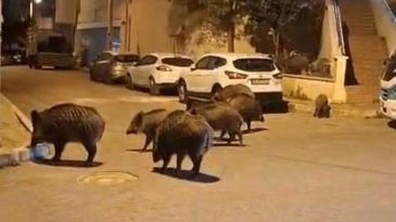 İzmir'in Sokakları Domuz S&uuml;r&uuml;leriyle Doğal Yaşam Parkına D&ouml;n&uuml;ş&uuml;yor