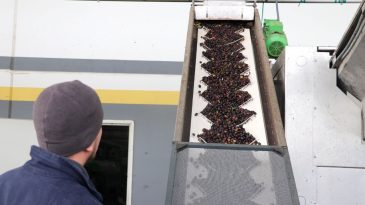İzmir'den Zeytin ve Zeytinyağı İhracatına Devlet Destekli Hamle