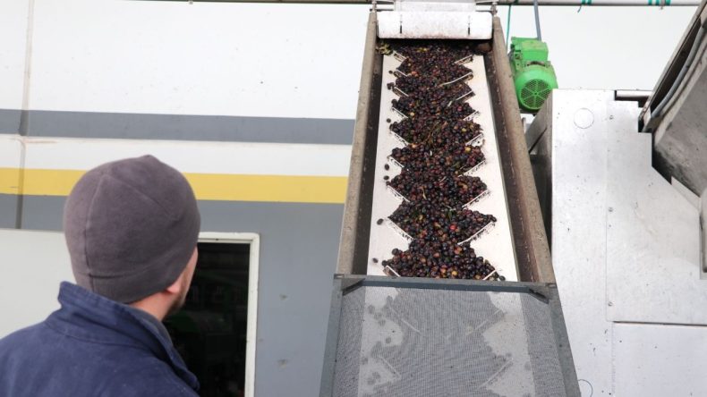 İzmir'den Zeytin ve Zeytinyağı İhracatına Devlet Destekli Hamle