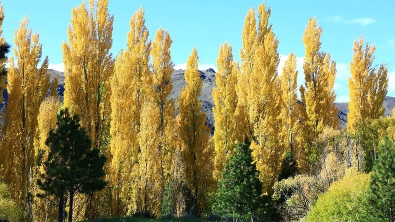İzmir’in Kavakları Türküsünün Bilinmeyen Hikayesi: Kavakların Yerinde Şimdi Taş Sokaklar Var