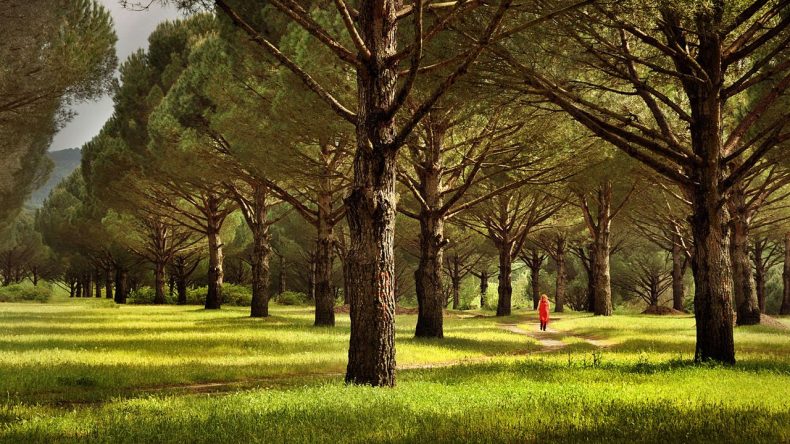 İzmir’in Yeşil Cenneti: Karadeniz’i Geride Bırakan Doğa Mucizesi