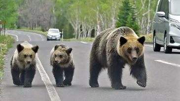 Japonya'da Ayı Saldırıları Rekor Seviyeye Ulaştı!