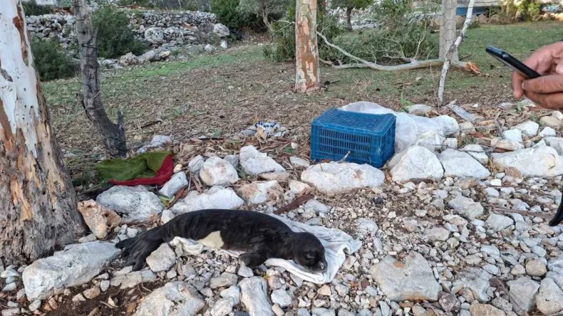 Muğla'da Karaya Vuran Yavru Fok İzmir'e Sevk Edildi