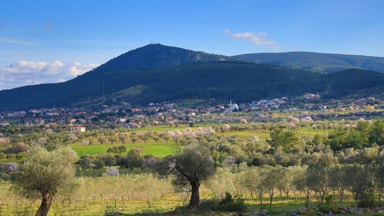 Ne Çeşme ne Seferihisar: İzmir’de Zeytinle Çevrili Bir Köy Var