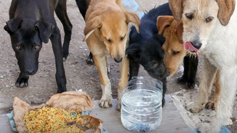 Sokak Hayvanlarına Yönelik Besleme Yasağına Dava Açıldı