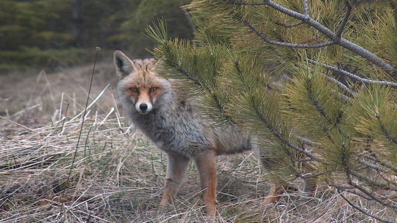 Yelki Akdeniz Ormanı Bitki Örtüsü