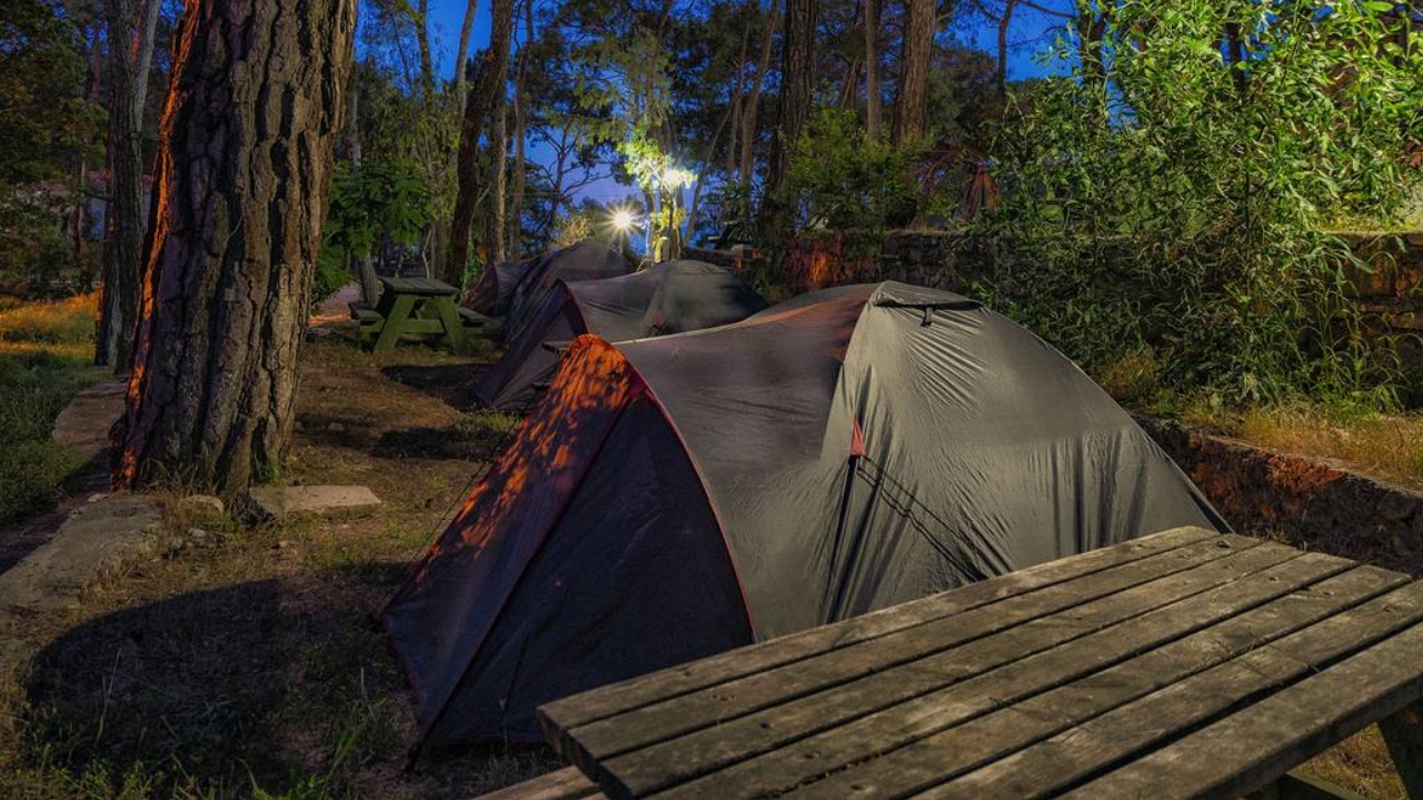 Yelki Akdeniz Ormanı Yaban Hayatı