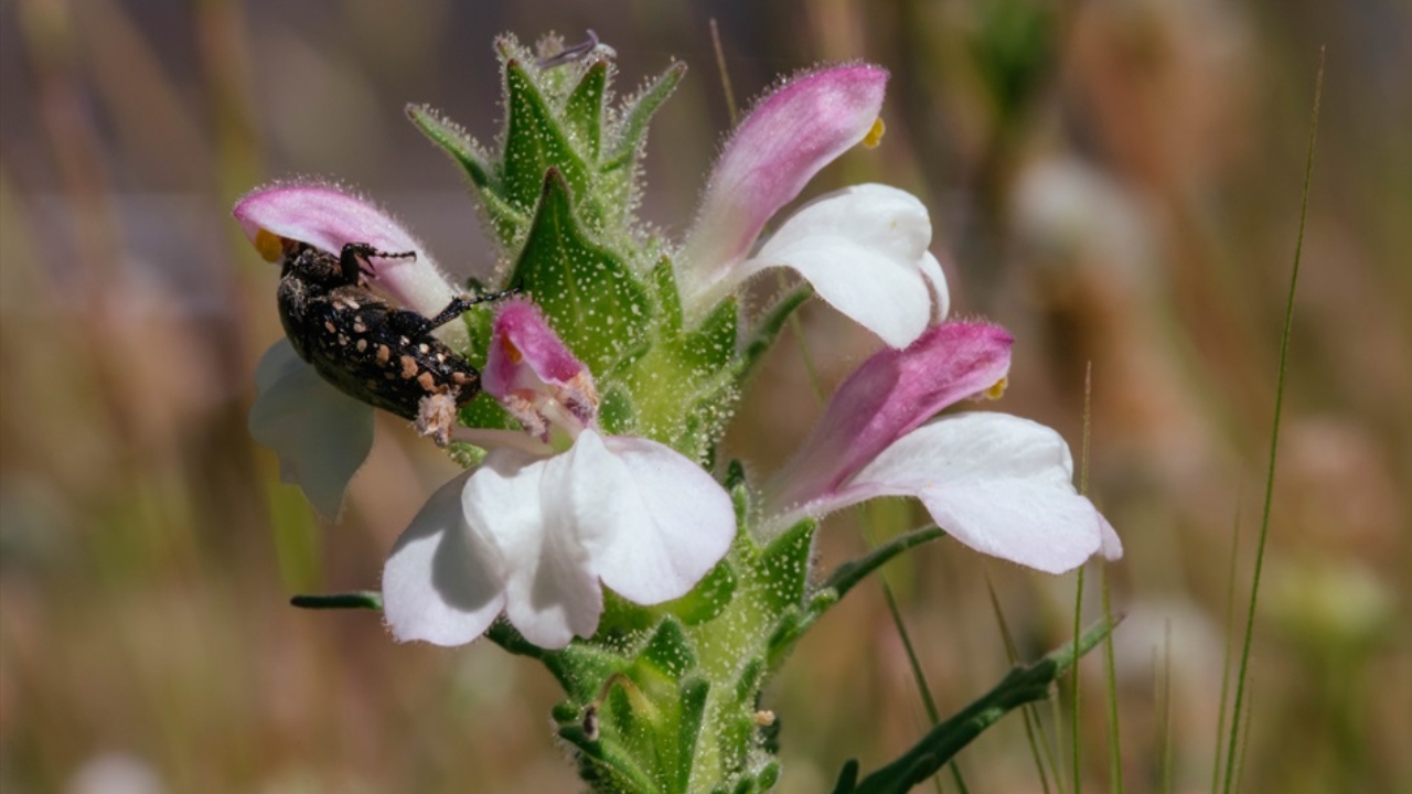 Yelki Akdeniz Ormanı