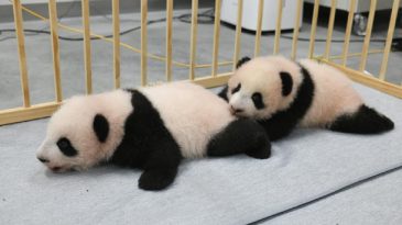 Binlerce İnsan İkiz Pandaları G&ouml;zyaşlarıyla Uğurladı