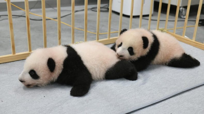 Binlerce İnsan İkiz Pandaları Gözyaşlarıyla Uğurladı