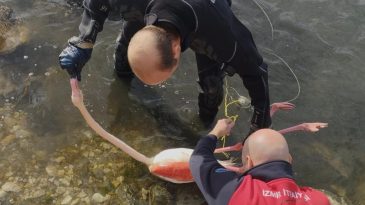 İnciraltı'nda Umut Dolu Anlar: Flamingo Kurtarma Operasyonu