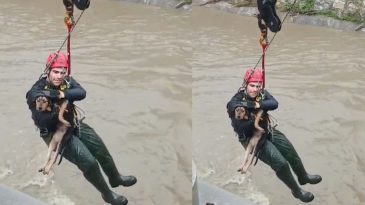 İzmir'de Hızlı M&uuml;dahale: Dereye D&uuml;şen K&ouml;pek İtfaiye Tarafından Kurtarıldı