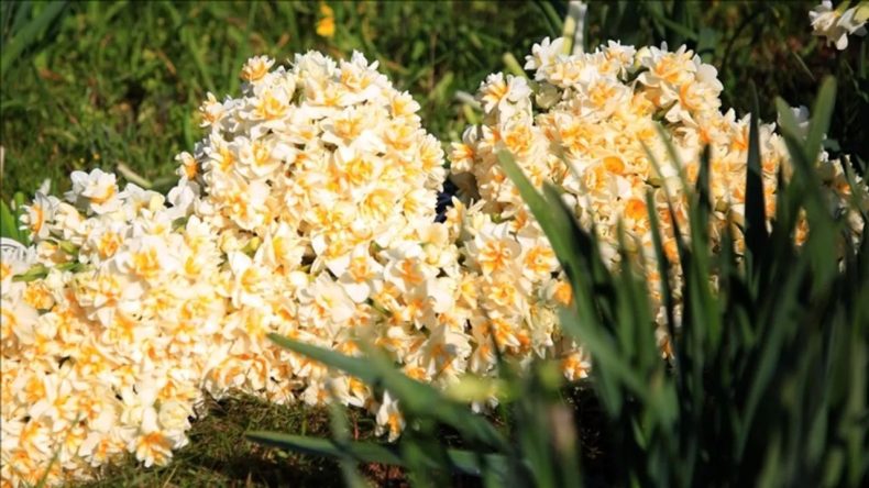 İzmir'de Nergis Cennetine İmar Darbesi: &Uuml;retim Azaldı, Festival İlk G&uuml;nde Sona Erdi