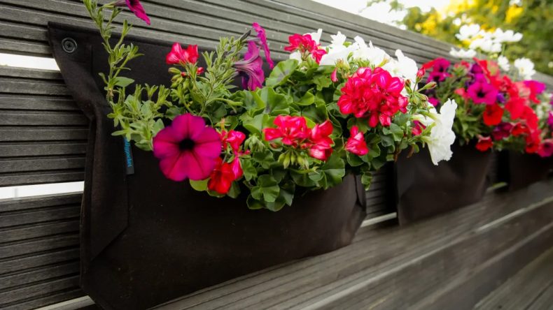 İzmir'e &Ouml;zg&uuml; &Ccedil;i&ccedil;ekler ve Bakım İpu&ccedil;ları