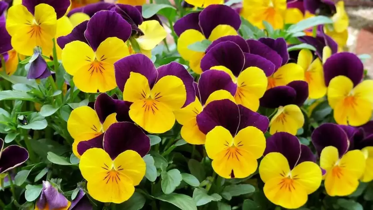 İzmir Bahar Çiçekleri