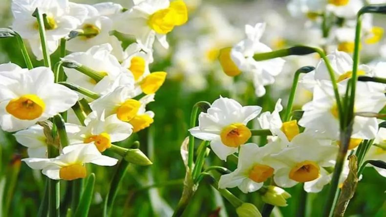 İzmir’in hoş kokulu buluşması: 2026 Karaburun Nergis Festivali ne zaman? İZDENİZ ile Nergis Festivali’ne ulaşım nasıl sağlanır?