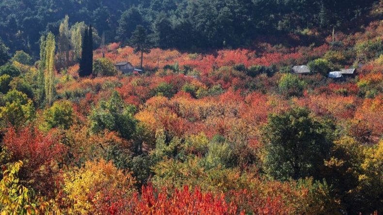 İzmir’in Küçük Gümüşhane'si: Ormanın İçinde Tam Bir Oksijen Deposu