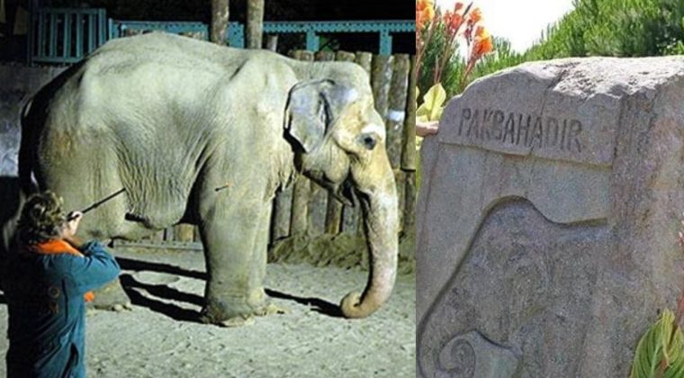 İzmir&rsquo;in Sembolu: Fil Pak Bahadır&rsquo;ın Y&uuml;rek Burkan Hikayesi